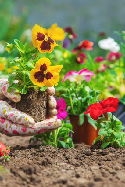 istock The gardener is planting a flower garden. Selective focus. 1226057706