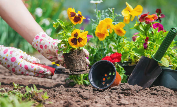 istock The gardener is planting a flower garden. Selective focus. 1226057714