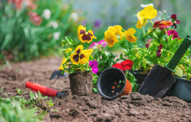 istock Planting a flower garden, spring summer. Selective focus. 1226057718