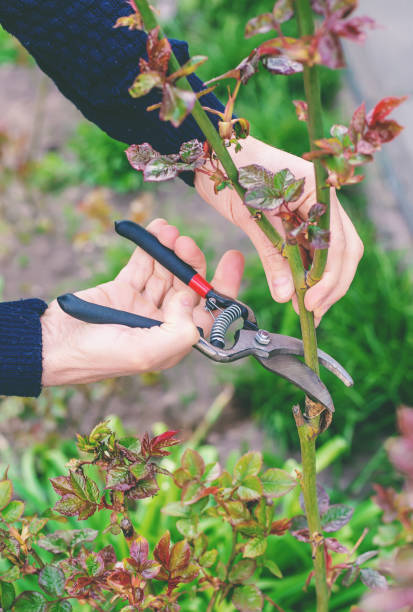 istock Gardener pruning roses in the garden. Selective focus. 1226057800