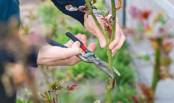 istock Gardener pruning roses in the garden. Selective focus. 1226057806