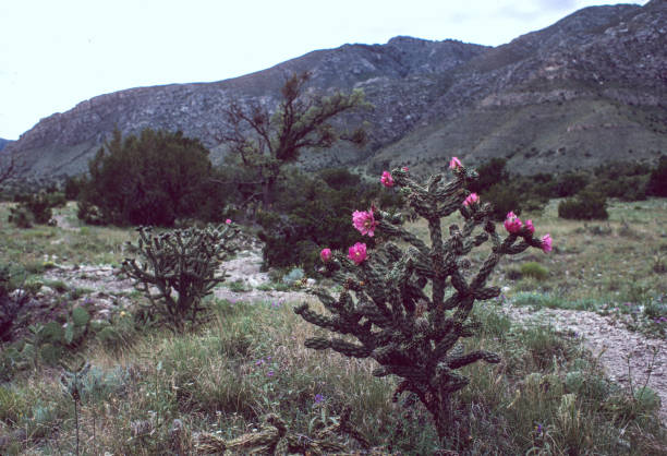 Guadalupe Mountains National Park - Cactus Blossoms - 1984