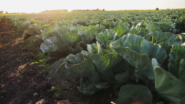 Young cabbage grows in the farmer field