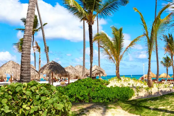 Beautiful atlantic tropical beach with palms, and straw umbrellas. Bavaro beach, Punta Cana, Dominican Republic. Vacation background
