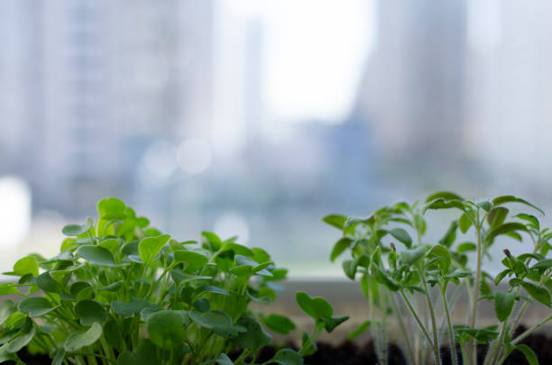 Microgreen on the windowsill. Seedlings of tomatoes and arugula