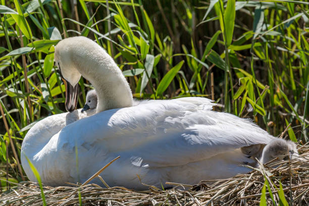 istock A Swan and Cygnets 1226059758