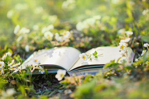 Opened book lays in the beautiful meadow of blooming wild strawberries, closeup.