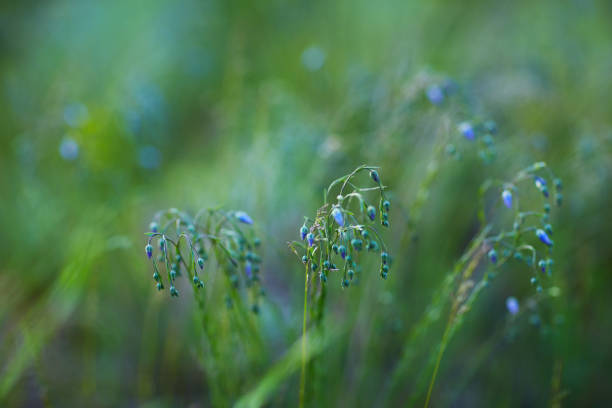 Flax blossoming background. Green flax field in summer. Agriculture, flax cultivation. Selective focus. Field of many buds of plants (linum usitatissimum).