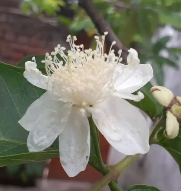 Flower of Psidium guajava, the common guava,  guava, or leyellowmon guava, is an evergreen shrub or small tree