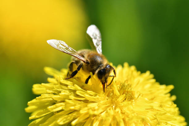 istock Bee collects pollen from a yellow flowering dandelion 1226062471