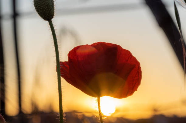 istock Poppy in bloom during a sunset with the sun in the background 1226062501