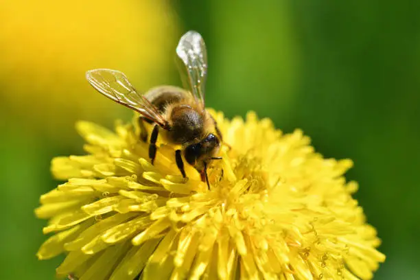 Honey bee flies on blooming dandelion and collecting pollen macro