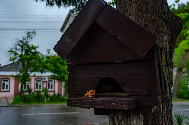 eine leere krippe für vögel auf dem baumzweig. tierschutz und tierschutzkonzept. - birdhouse animal nest house residential structure stock-fotos und bilder