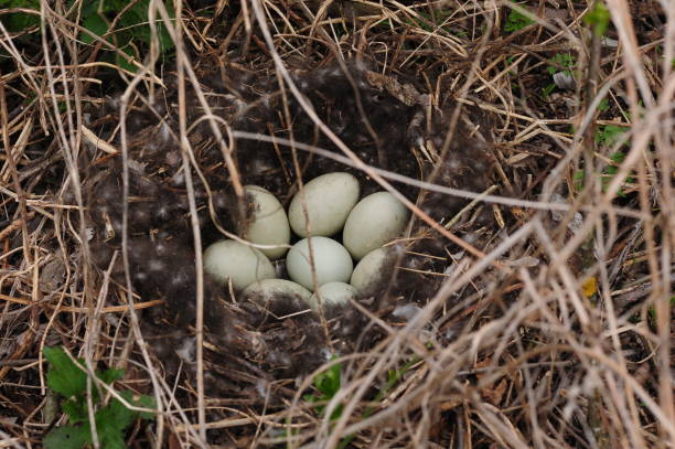 istock eggs in a bird's nest from the branches close-up. In forest 1226062593