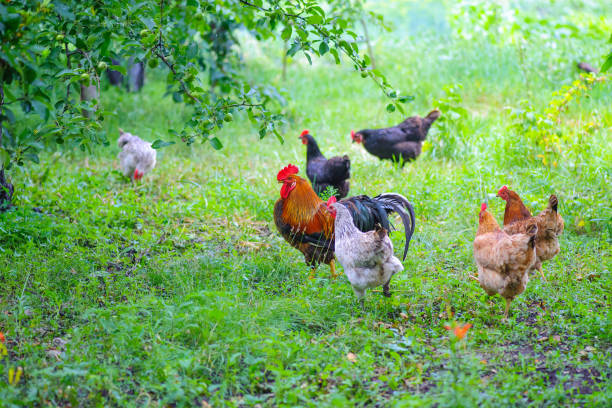istock domestic hens walk on a farm on green grass after rain 1226062722
