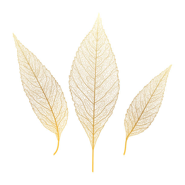 illustrazioni stock, clip art, cartoni animati e icone di tendenza di vene foglia d'oro isolate. - leaf autumn macro leaf vein