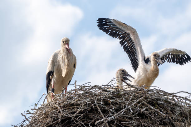 istock Baby storks with morther bird nesting high up in blue sky 1226065374