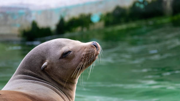 istock Sea lion chilling out 1226065497