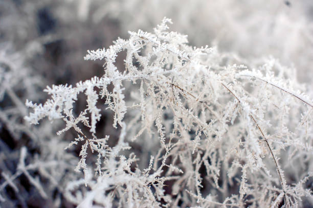 istock Fairy snowy landscape of the forest. 1226066853