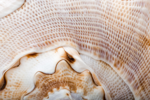 spiral shell, close up