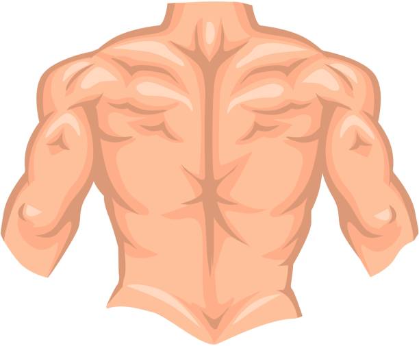 ilustraciones, imágenes clip art, dibujos animados e iconos de stock de espalda desnuda de culturista macho con músculo aislado sobre fondo blanco - muscular build human muscle men anatomy