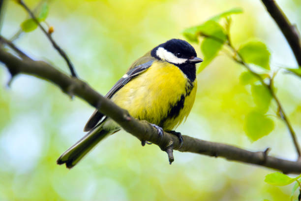 istock Tit bird on a branch close up. 1226067629