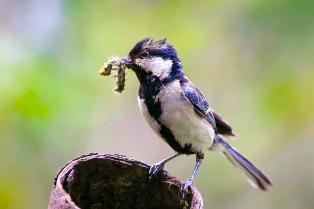 istock Tit bird on a branch close up. 1226068155