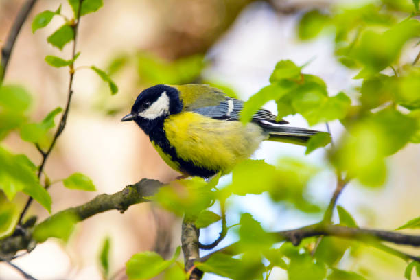 istock Tit bird on a branch close up. 1226068278