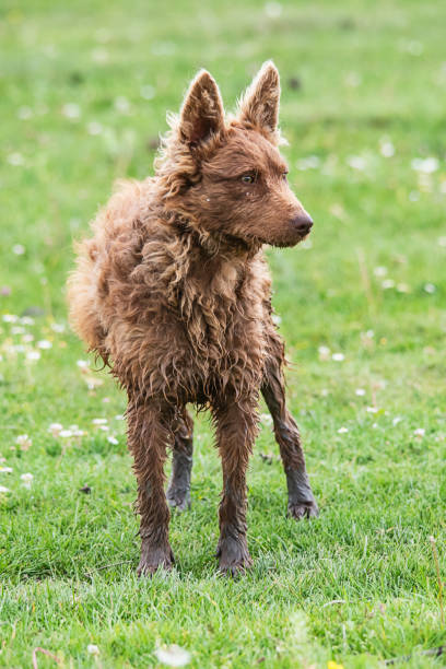 istock Beautiful homeless dog in nature 1226068698
