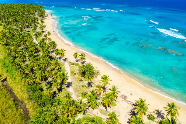 Aerial drone view of beautiful wild caribbean tropical beach with palms. Dominican Republic. Vacation background