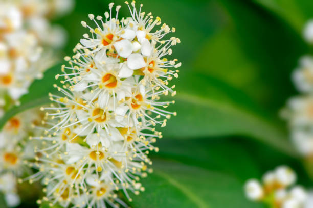 istock Blossoms of an evergreen cherry laurel bush 1226070006