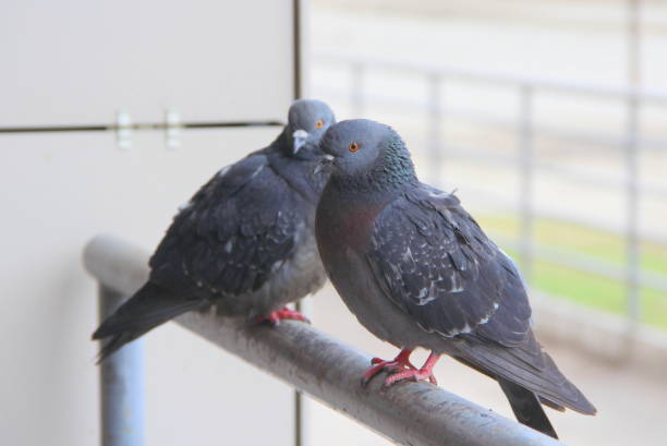 istock Two pigeons are sitting on a metal railing 1226070832