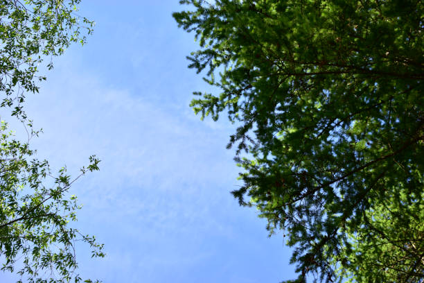 istock Blue sky and clouds in the branches of trees 1226071319