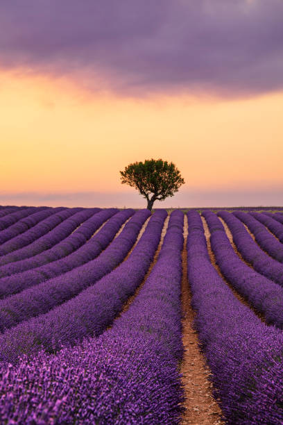 Purple lavender field of Provence at sunset Purple blooming lavender field of Provence, France, at sunset with beautiful scenic sky and tree on horizon lavender plant photos stock pictures, royalty-free photos & images