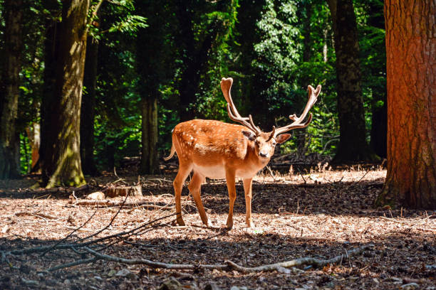 istock Wild Deer Buck standing in the forest 1226073796