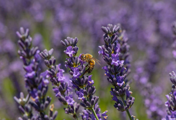 Close up honey bee on purple blooming lavender flowers, low angle side view