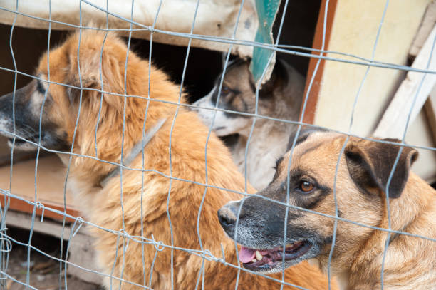 istock Stray dog refuge 1226075321