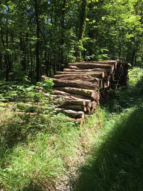 istock Stere of cut wood in the forest 1226076005