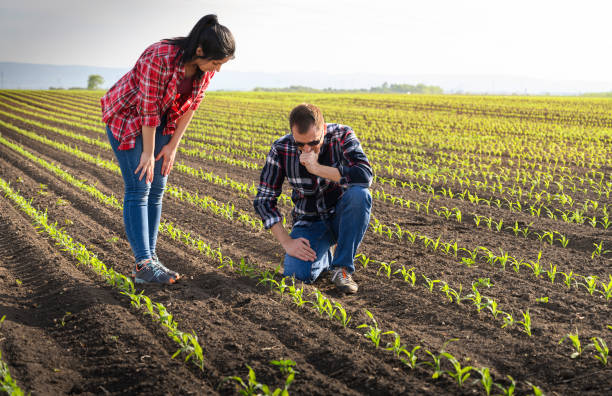 istock Young farmers examing planted young corn in spring 1226076107