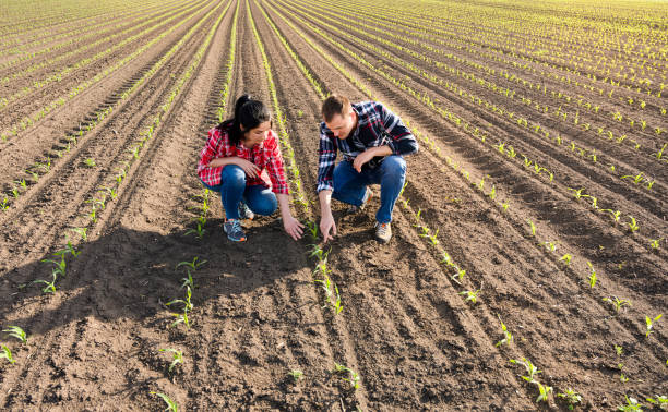 istock Young farmers examing planted young corn in spring 1226076135