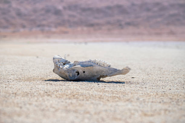 cráneo de animales en el desierto - animal skull drought animal bone dry fotografías e imágenes de stock