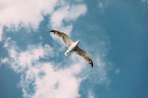 Low angle view of a Japanese seabird called kamome gull or seagull flying with outstretched wings in a blue sky.