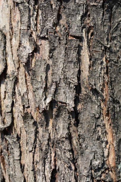 istock Midland hawthorn Rosea Flore Full Bark 1226076381