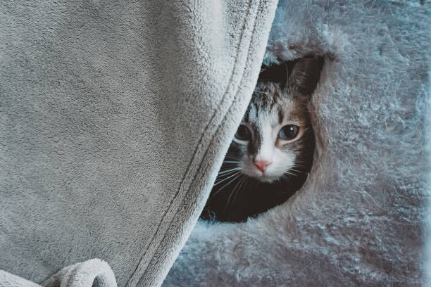 istock The Siamese cat is afraid to leave its home 1226076626