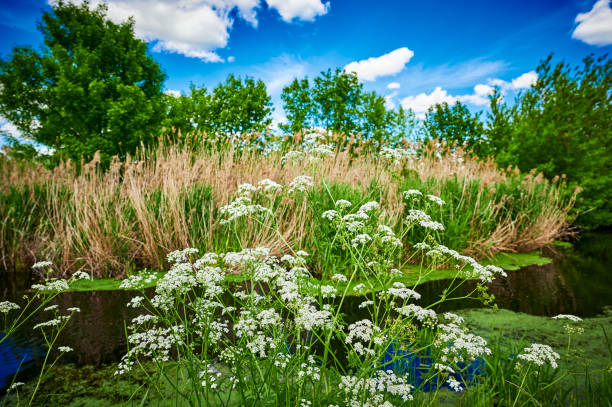 istock Blue and cloudy sky over a little creek. 1226076734