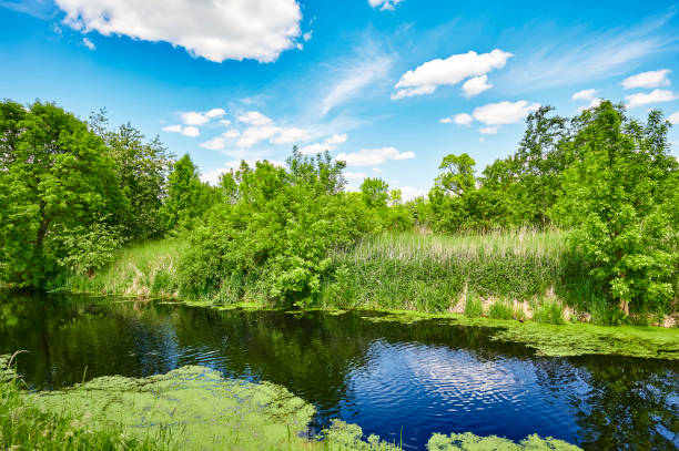 istock Blue and cloudy sky over a little creek. 1226077541