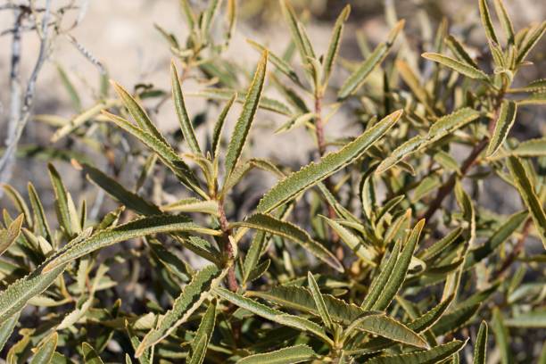 istock ERIODICTYON TRICHOCALYX - PIONEERTOWN MP - 041820 B 1226077861