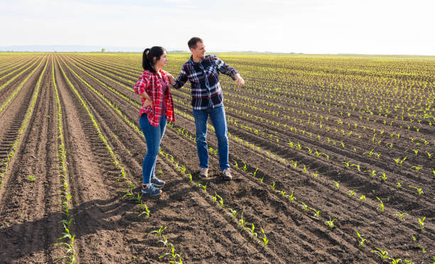 istock Young farmers examing planted young corn in spring 1226077884