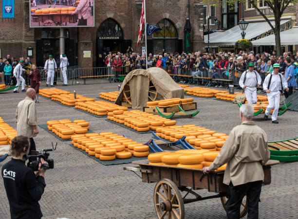 Typical cheese market in the city of Alkmaar in Netherlands Alkmaar, Netherlands - April 21, 2017: Typical cheese market in the city of Alkmaar in Netherlands, one of the only four traditional Dutch cheese markets still in existence and one of the country's most popular tourist attractions. cheese dutch culture cheese making people stock pictures, royalty-free photos & images