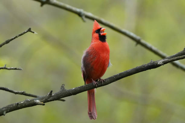 istock Northern Cardinal male singing for a mate 1226078129
